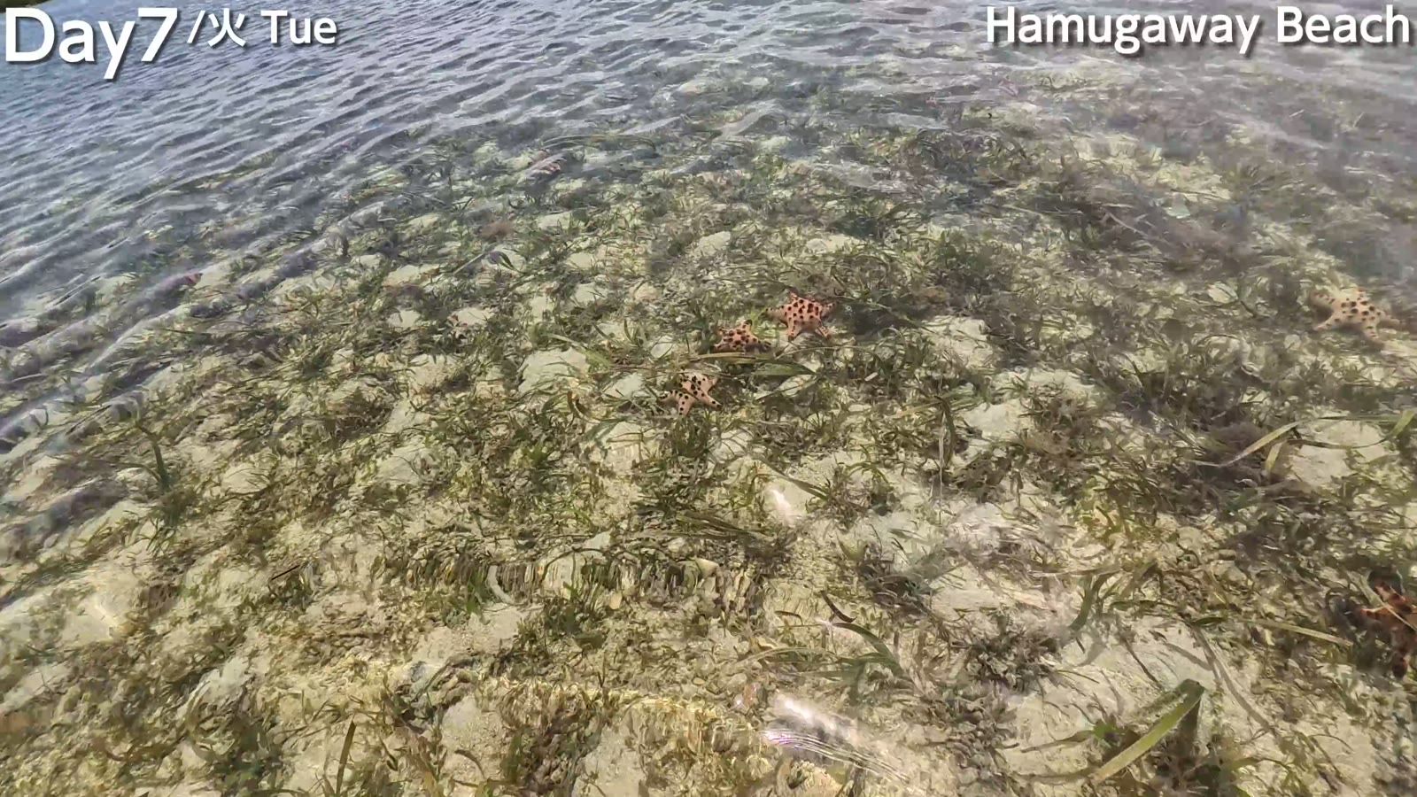 Hamugaway Beach の浅瀬。海草の間にヒトデやウニがいる