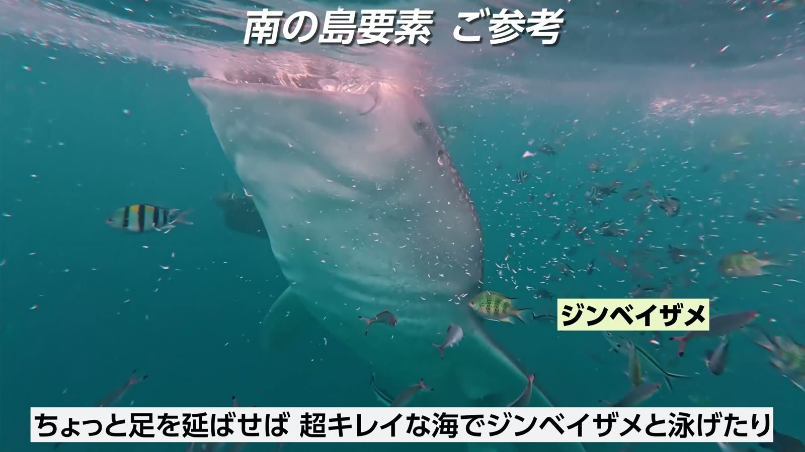 ちょっと足を延ばせば、超キレイな海でジンベイザメと泳げる